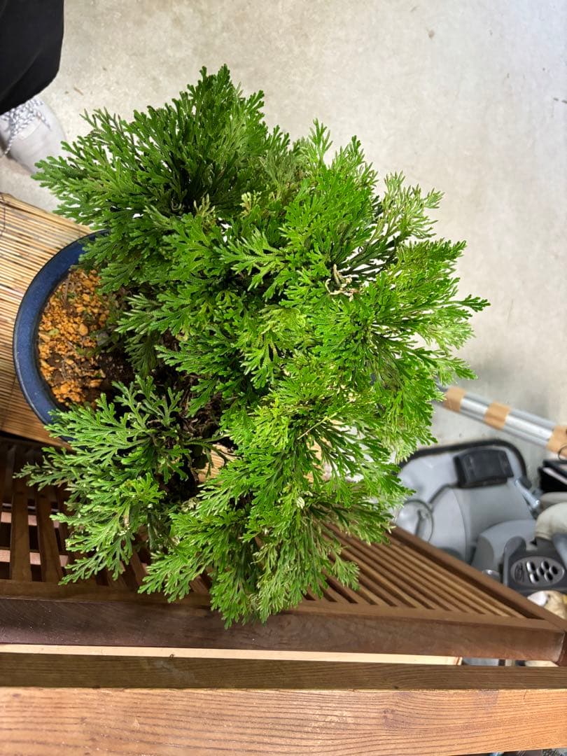 ❼金運UP イワヒバ １５首長最上株物 超多幹１５ ３０年以上物 激安