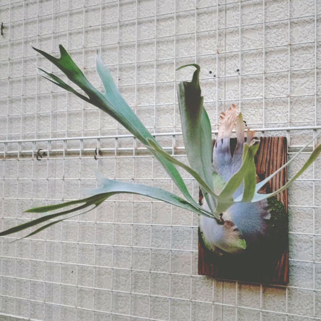 ペドロタツタ オリジナル株 ビカクシダ