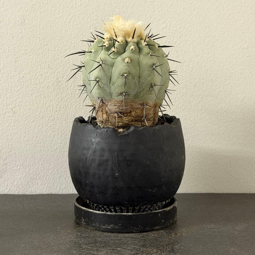 黒王丸 コピアポア シネレア 現地球　鉢こみ