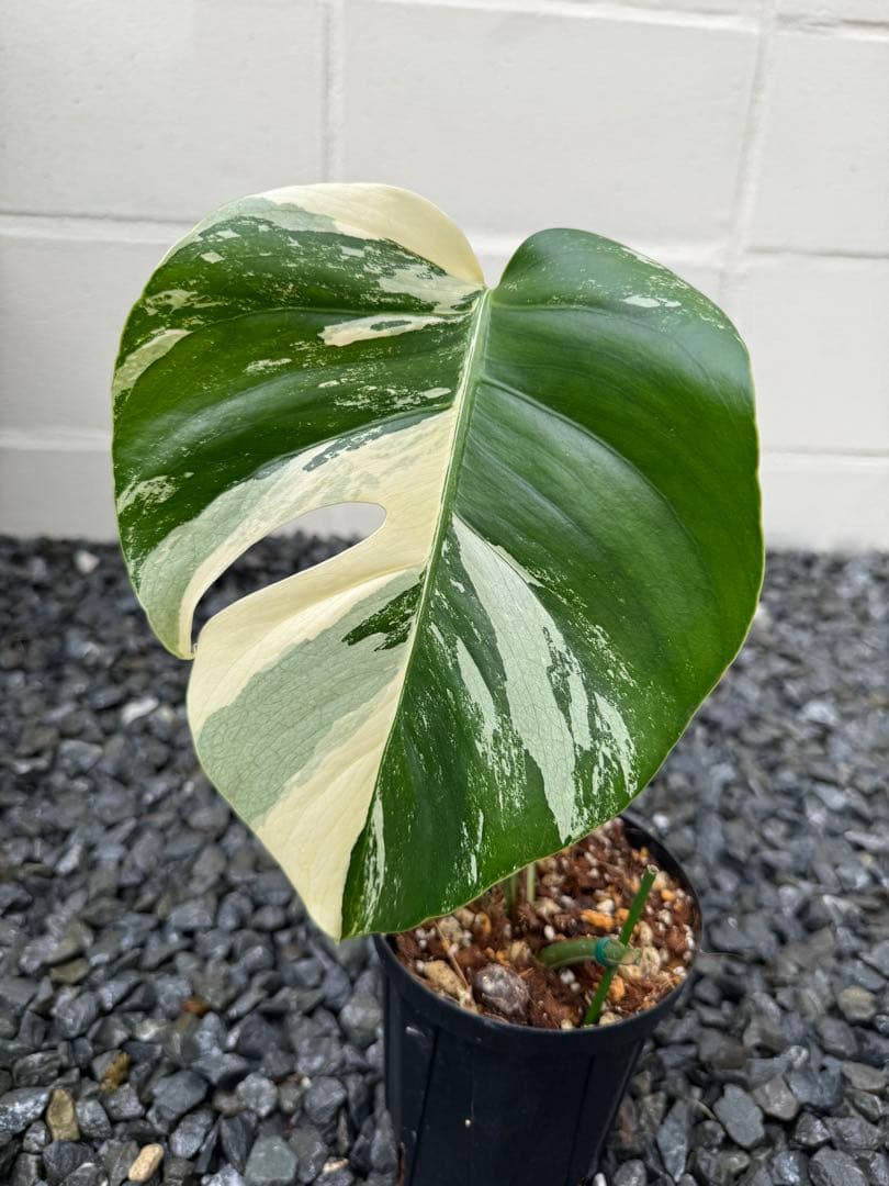 モンステラ デリシオーサ ボルシギアナ ミント