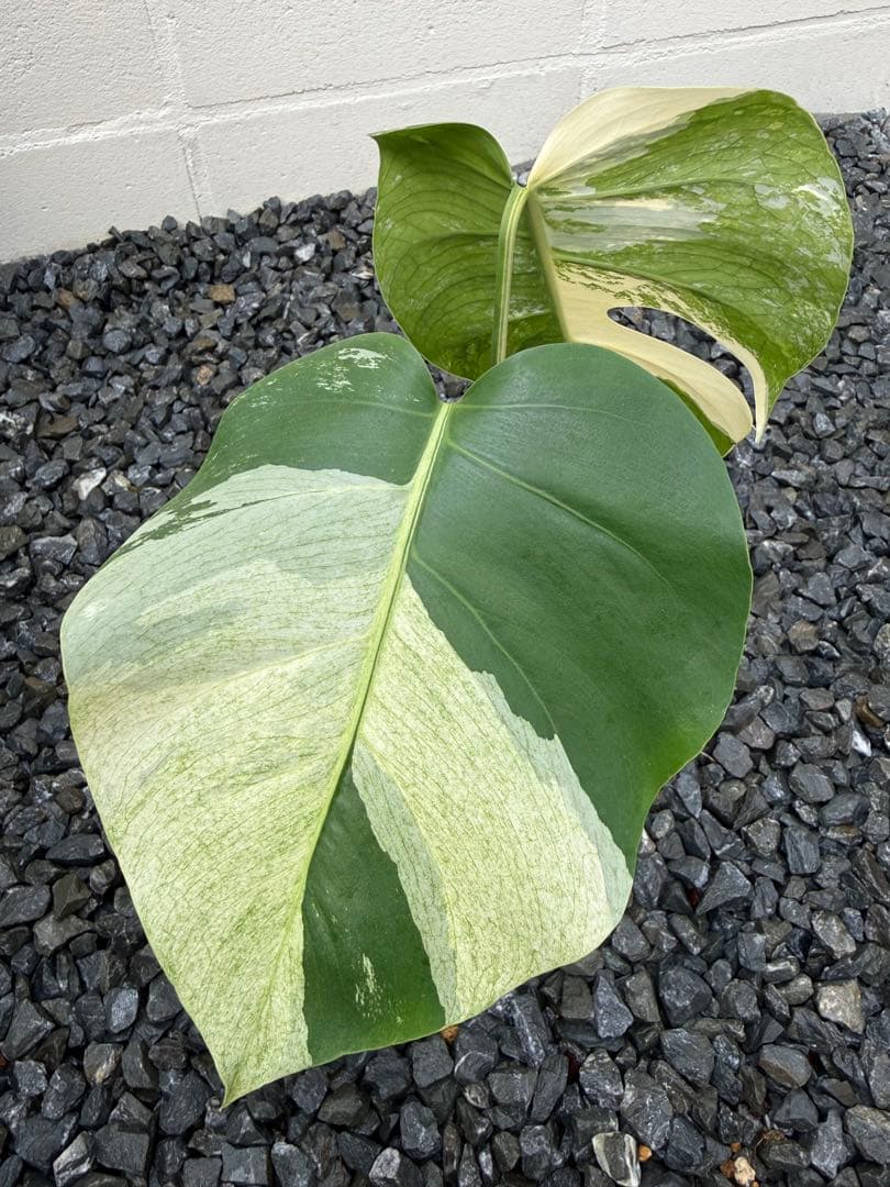 モンステラ デリシオーサ ボルシギアナ ミント