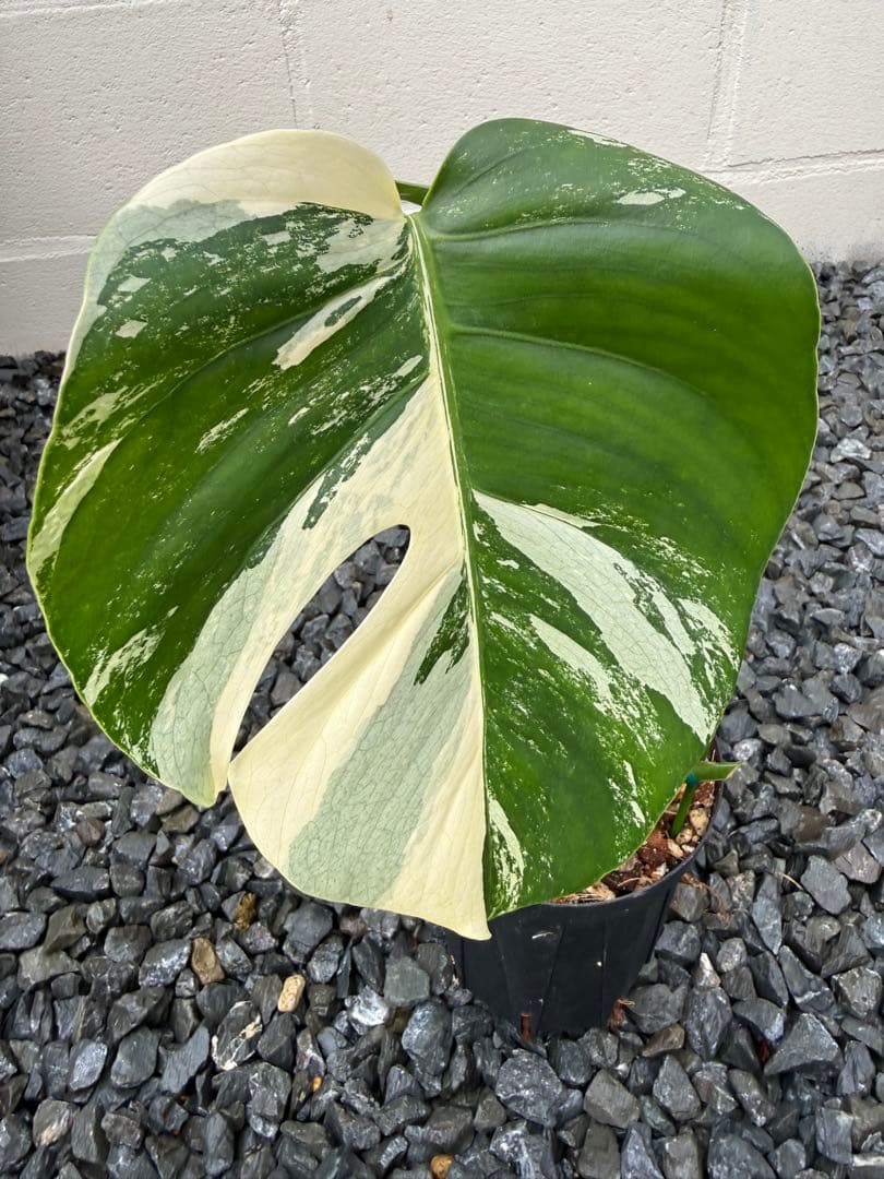 モンステラ デリシオーサ ボルシギアナ ミント