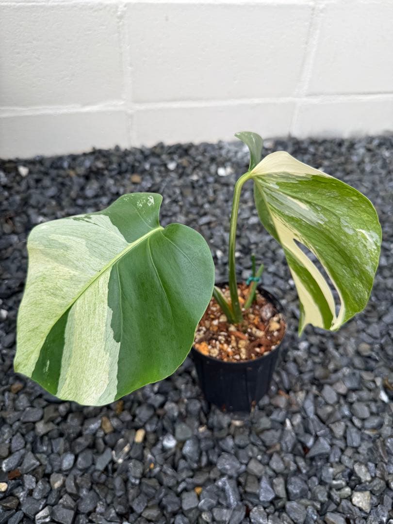 モンステラ デリシオーサ ボルシギアナ ミント