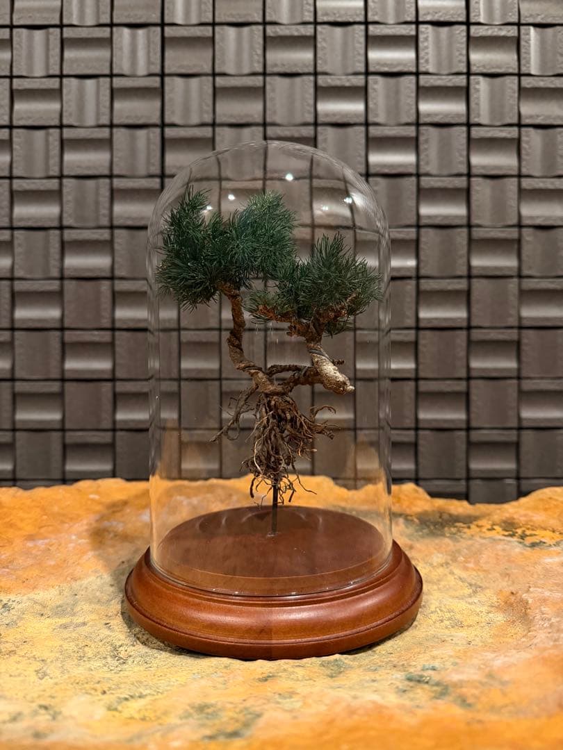 ドライアート盆栽｜ガラスドーム入り｜管理不要｜観賞用盆栽