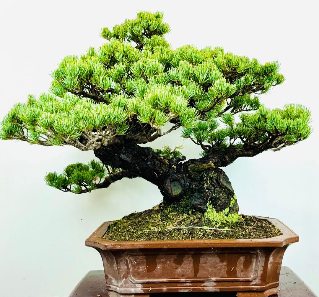五葉松盆栽(3)