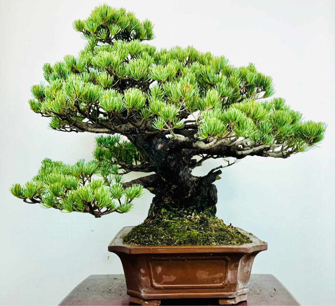 五葉松盆栽(3)
