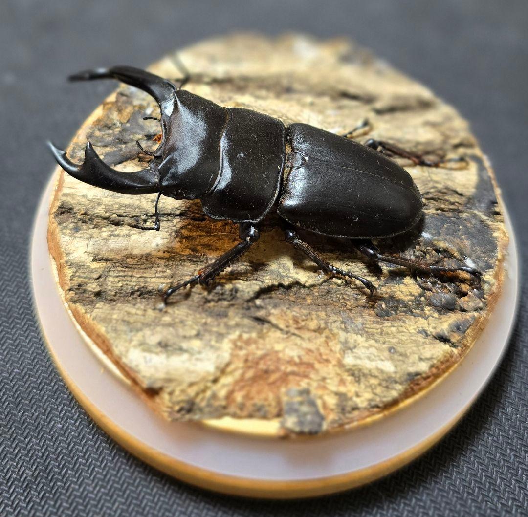 オオクワガタ ミヤマクワガタ 標本 ジオラマ 風