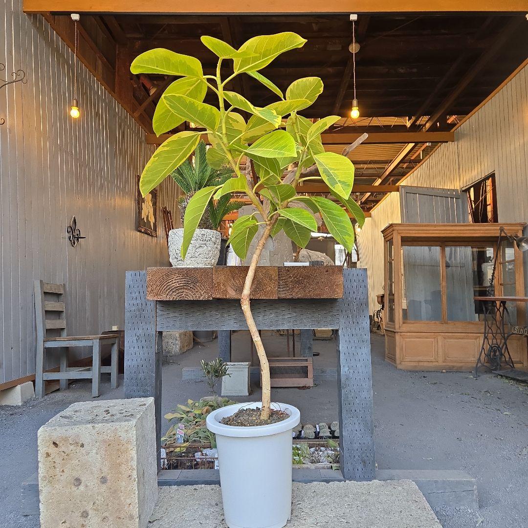 ⑥　フィカス　アルテシマ　曲がり仕立て８号　最高等級