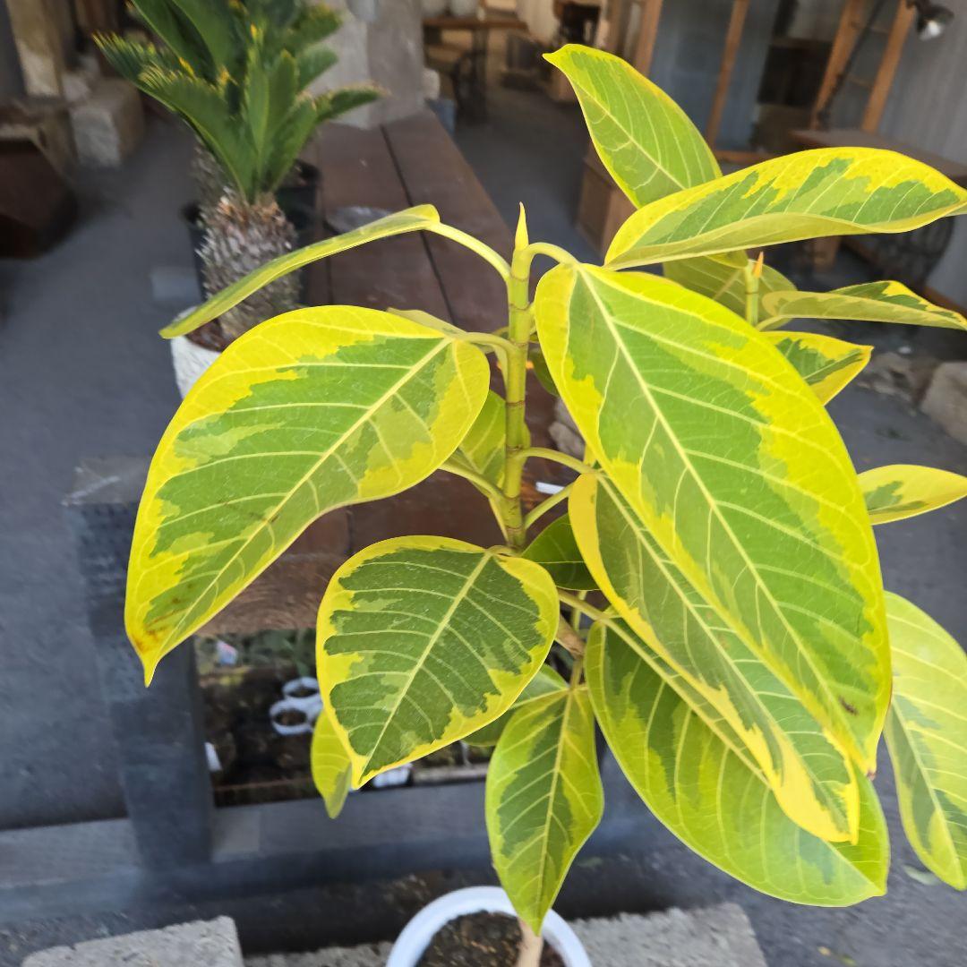 ⑥　フィカス　アルテシマ　曲がり仕立て８号　最高等級