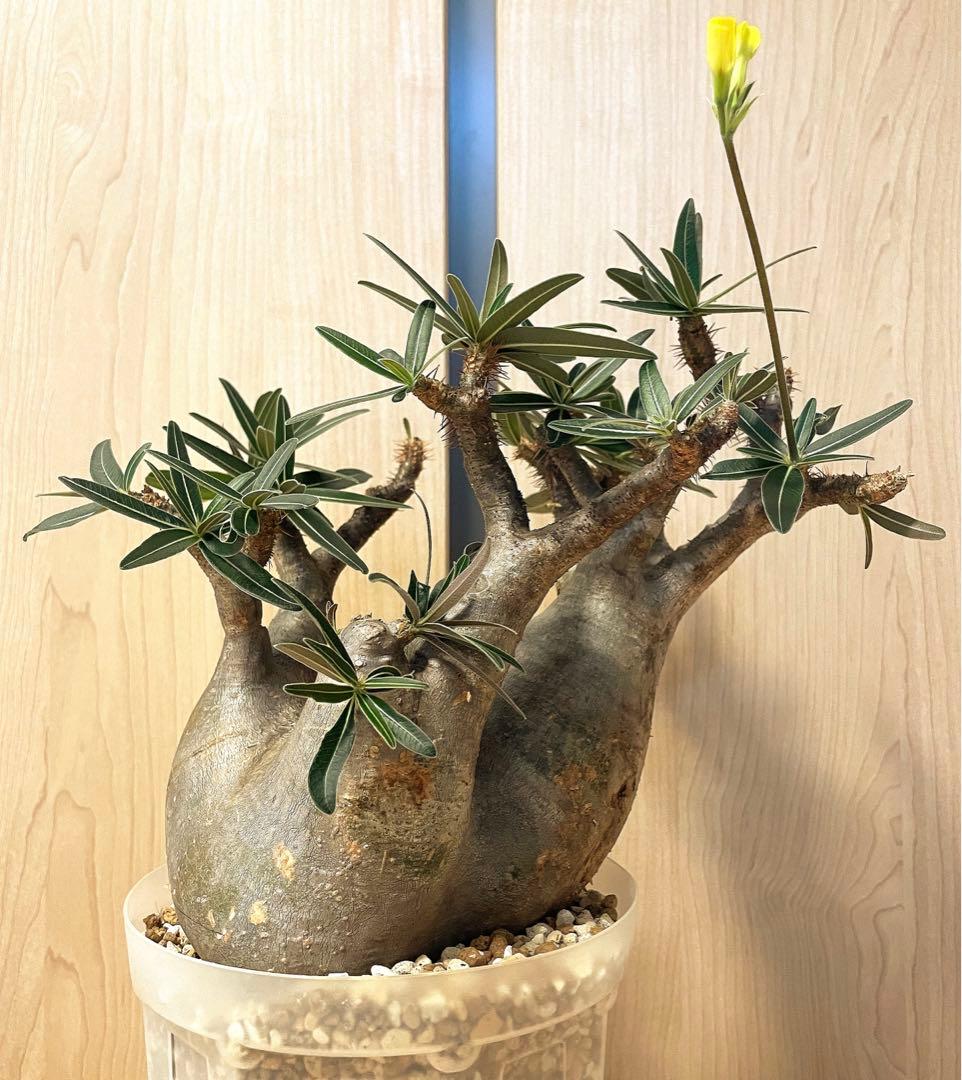 パキポディウムグラキリス　現地球　現地株　発根済み　発根確認済み　多枝　花付き