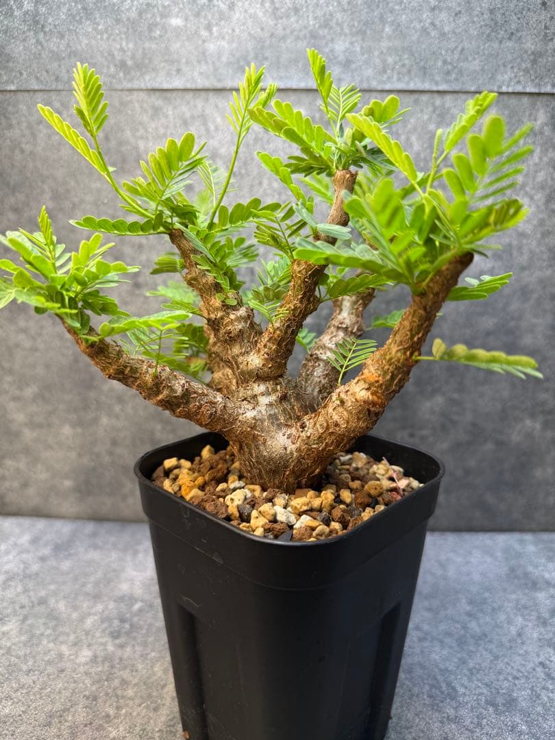 センナ　メリディオナリス　海外実生　発根済み　421