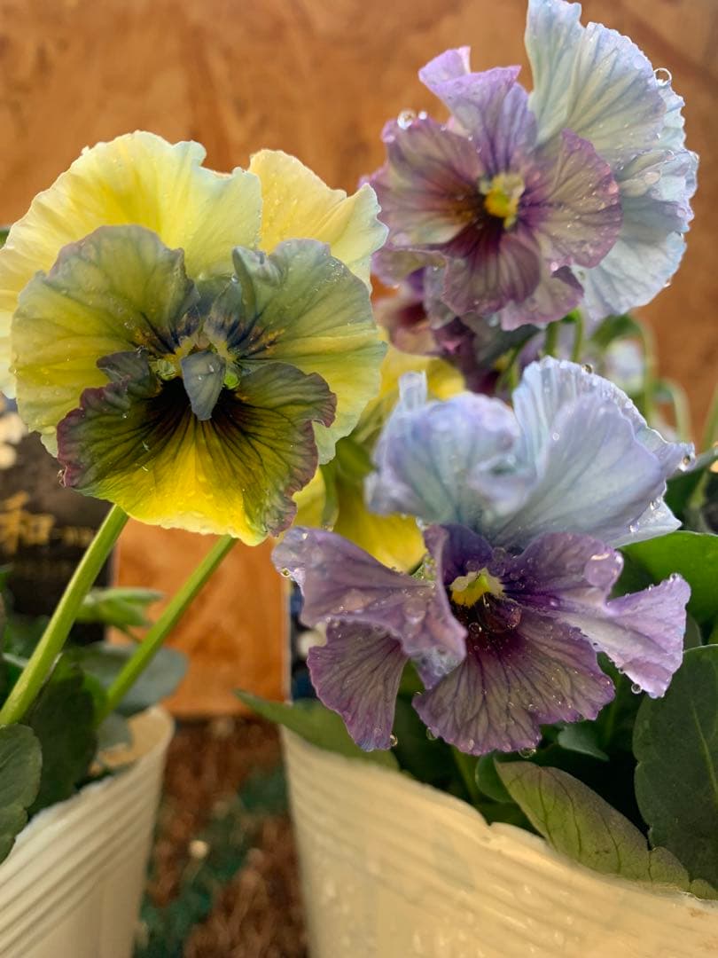 R*U様 \"和\" wa 2苗セット