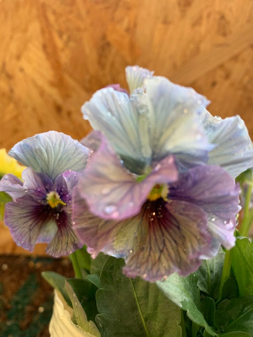 R*U様 \"和\" wa 2苗セット