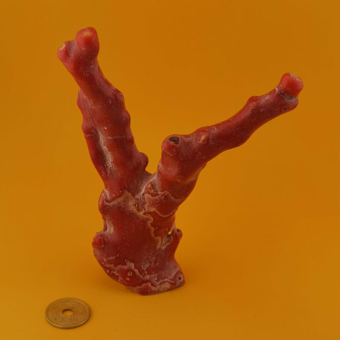 チベット山珊瑚置物(整理番号:BM100)