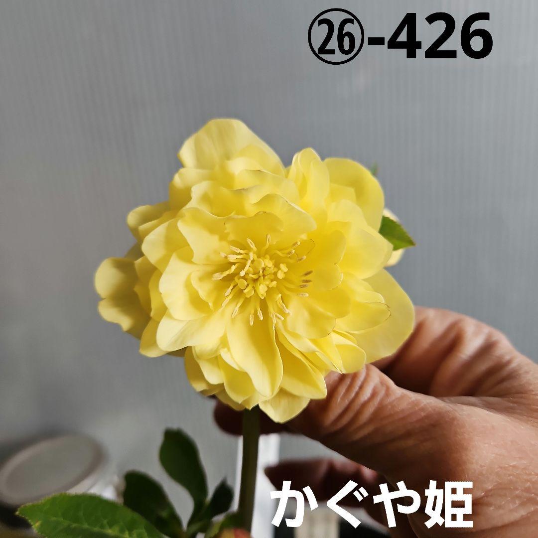 MOON POWER~様にご提案苗㉖-426クリスマスローズ