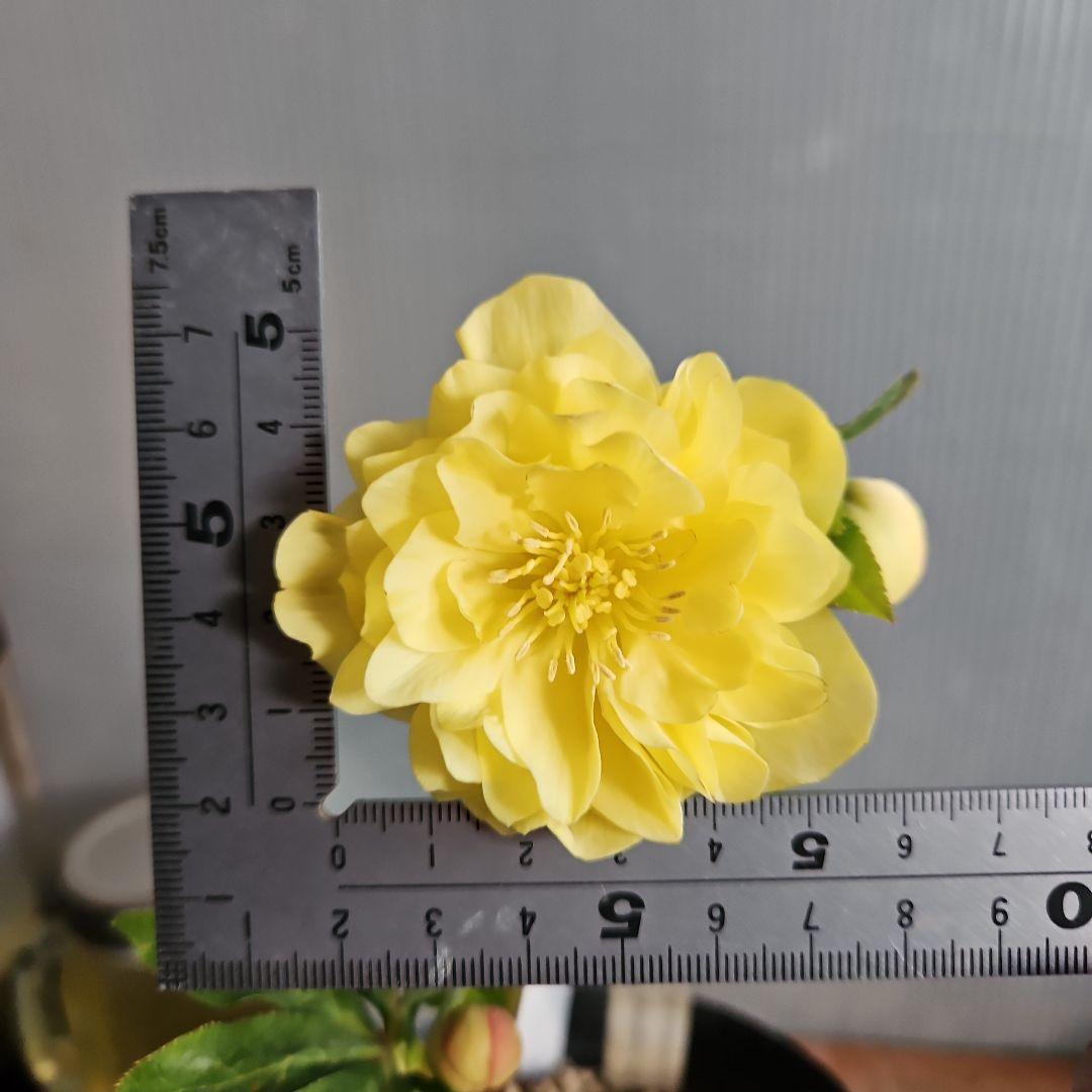 MOON POWER~様にご提案苗㉖-426クリスマスローズ