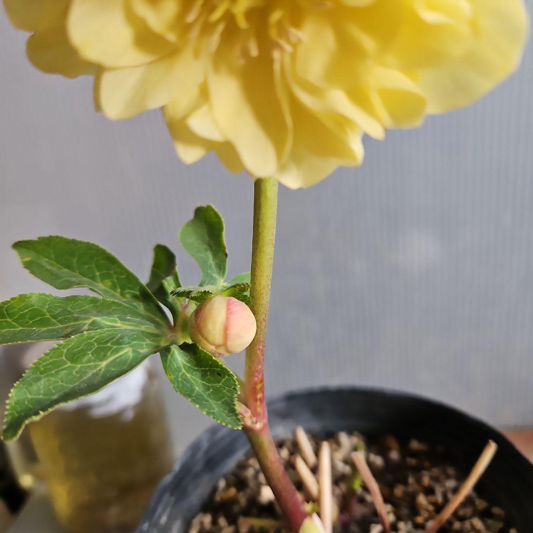 MOON POWER~様にご提案苗㉖-426クリスマスローズ