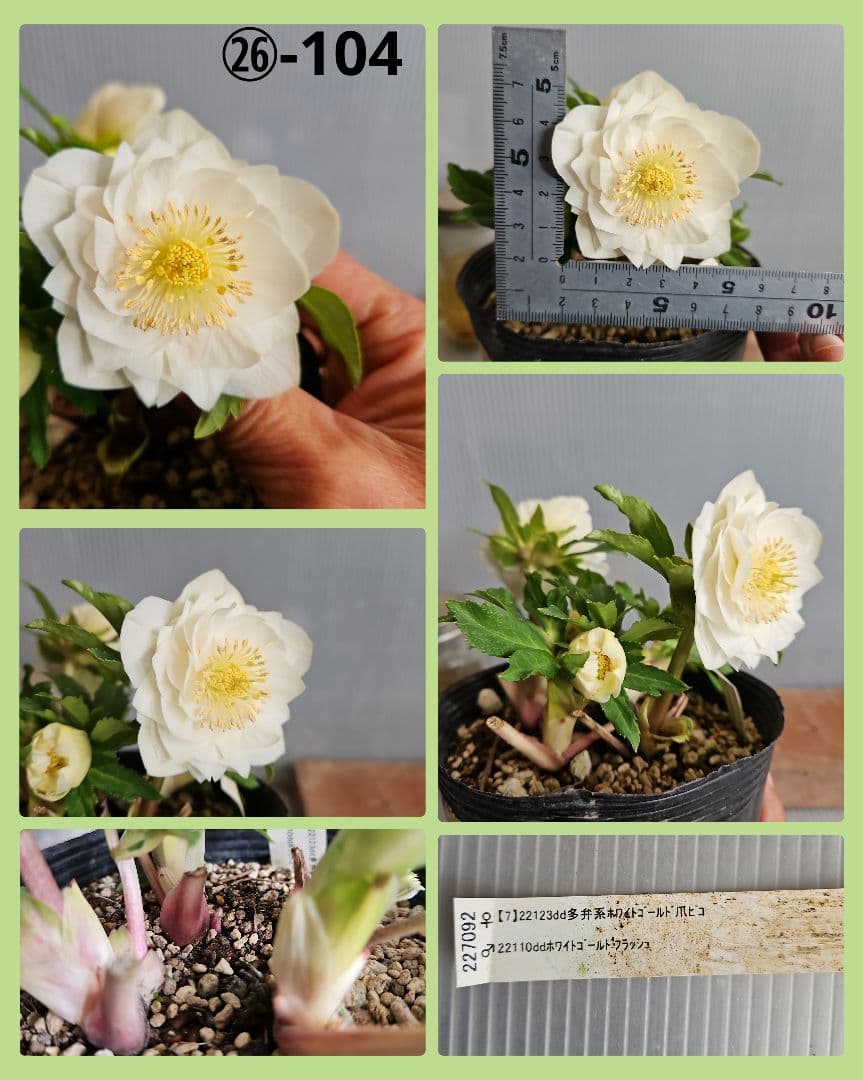 MOON POWER~様にご提案苗㉖-426クリスマスローズ