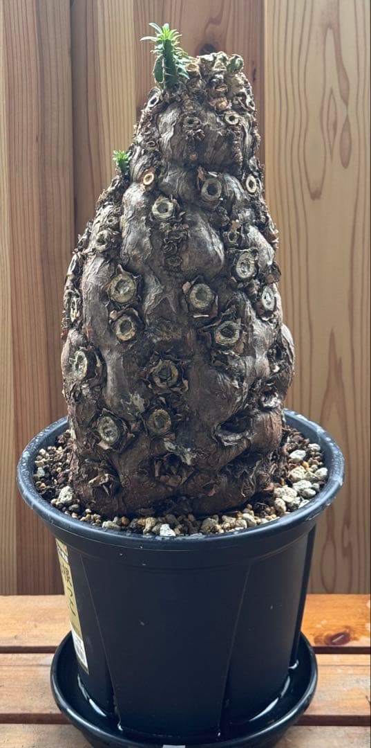 発根済　ムランジーナ　特大株　極美