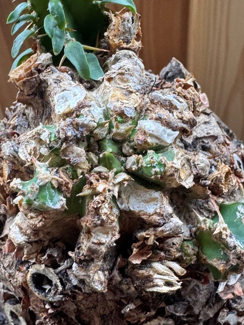 発根済　ムランジーナ　特大株　極美