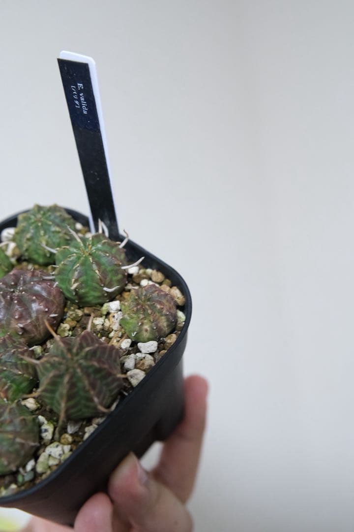 ユーフォルビア　バリダ