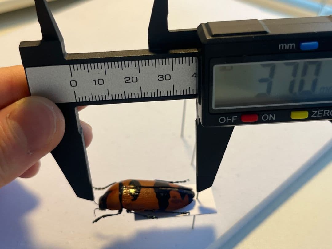 【35mm】クロモンベニオウサマムカシタマムシ Calodema標本 スハンダエ