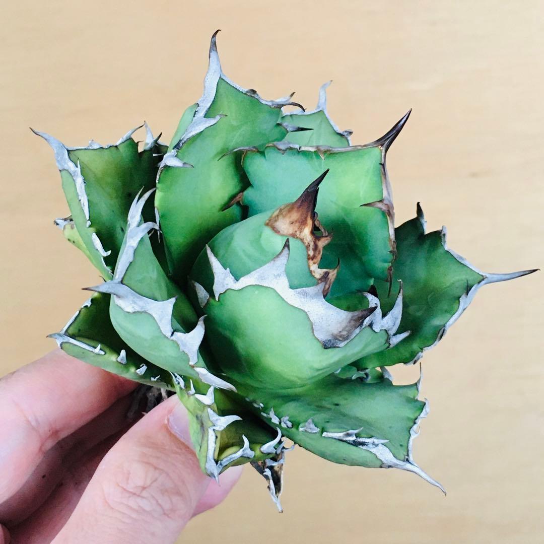 【現地球TC】4 オアハカ オテロイ ドワーフコンパクト TC アガベ チタノタ