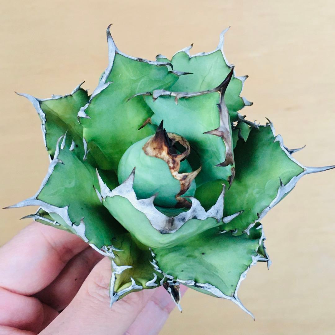 【現地球TC】4 オアハカ オテロイ ドワーフコンパクト TC アガベ チタノタ