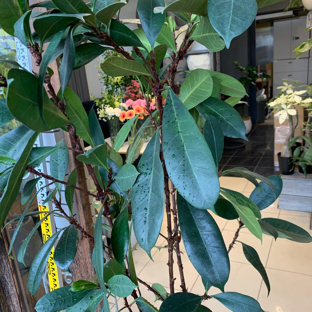 希少 フィカス キアティスティプラ