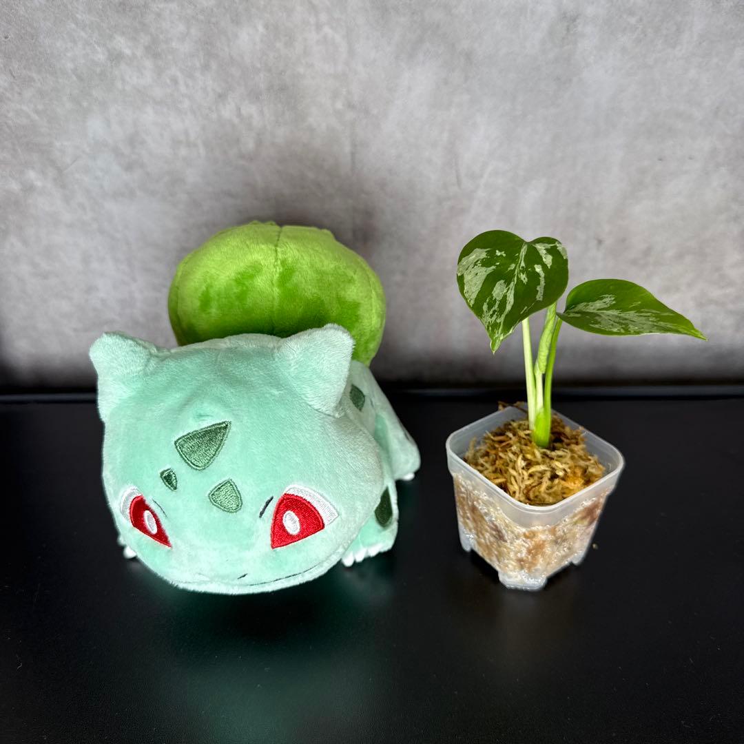 格安 モンステラ バルバソウ