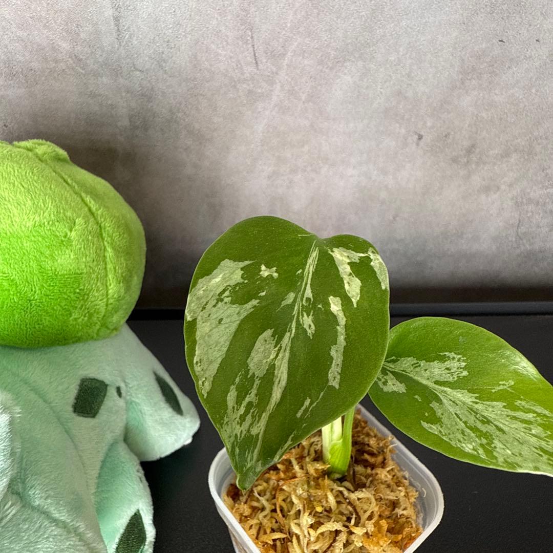 格安 モンステラ バルバソウ