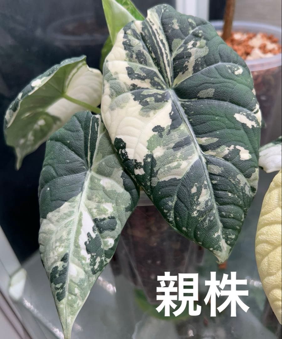 アロカシア　マハラニ　斑入り　①