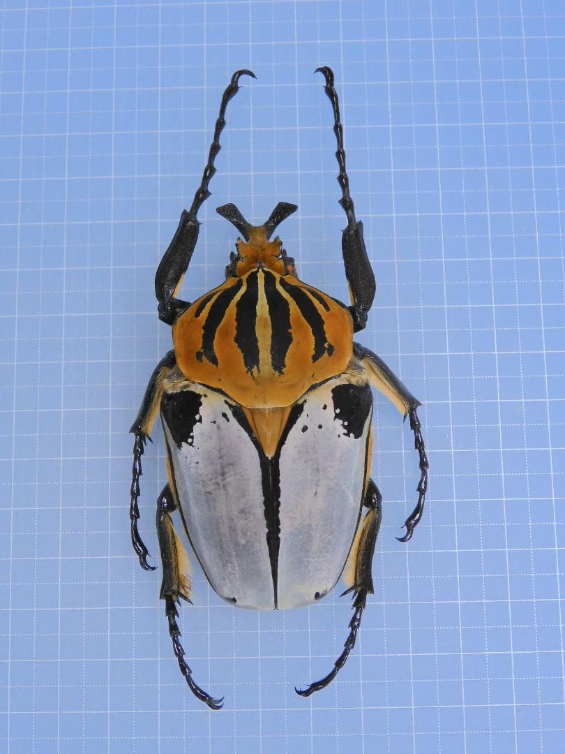 標本 Goliathus cacicus 80mm
