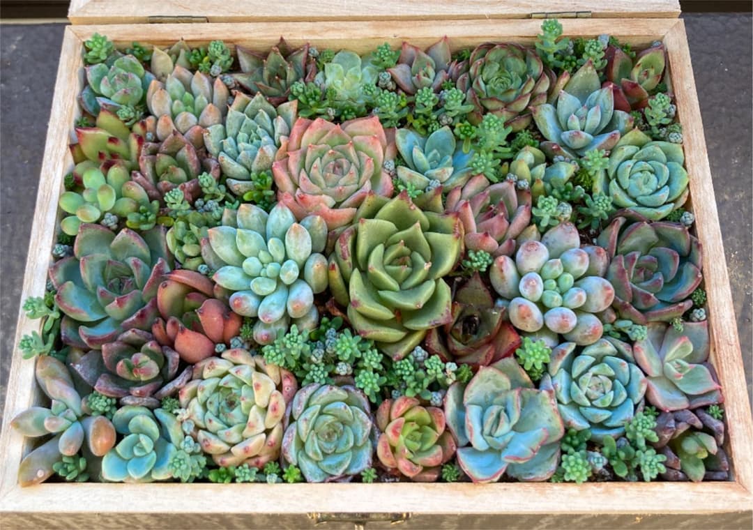 多肉植物　寄せ植え　小物入れ