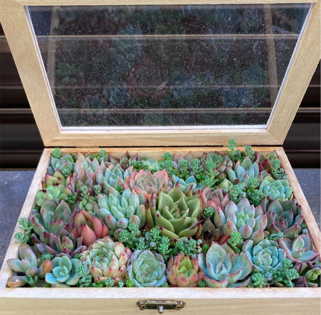 多肉植物　寄せ植え　小物入れ