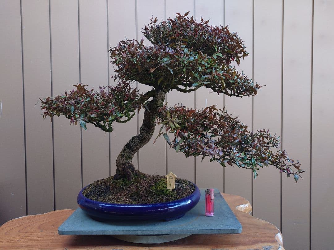 盆栽　縮緬葛　樹高52cm 鉢・鴻陽