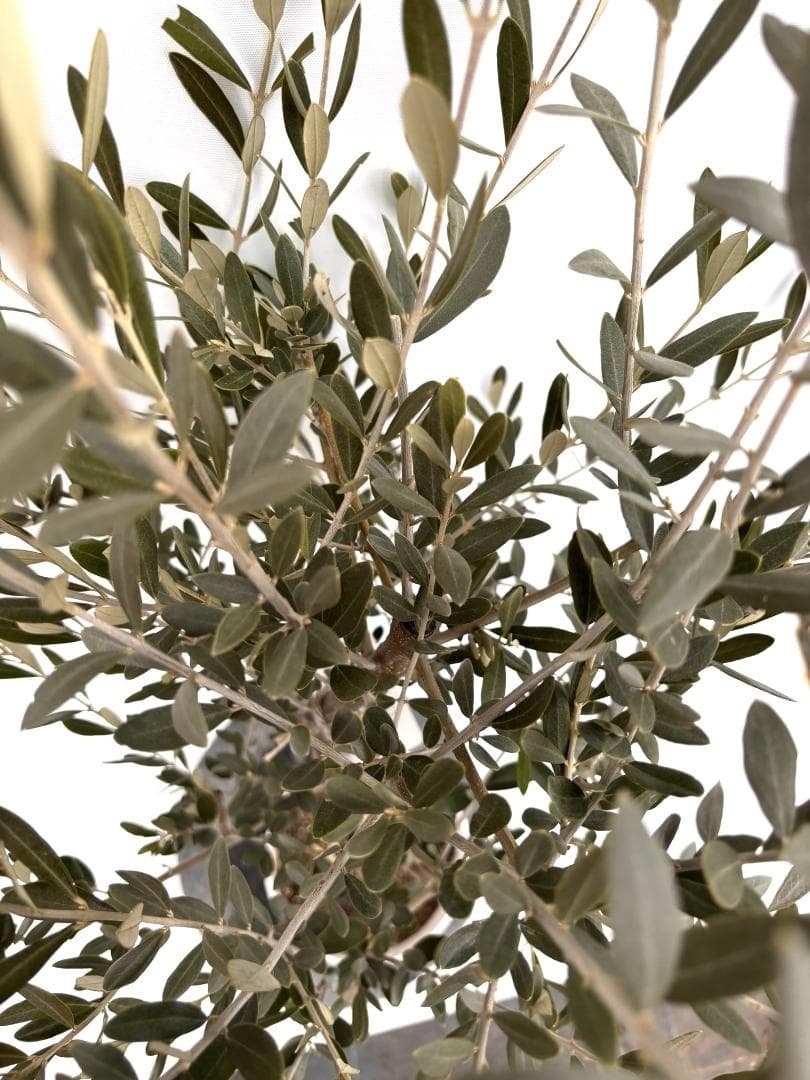 オリーブの木　セントキャサリン　7号　約130cm　K-342　希少　現品掲載