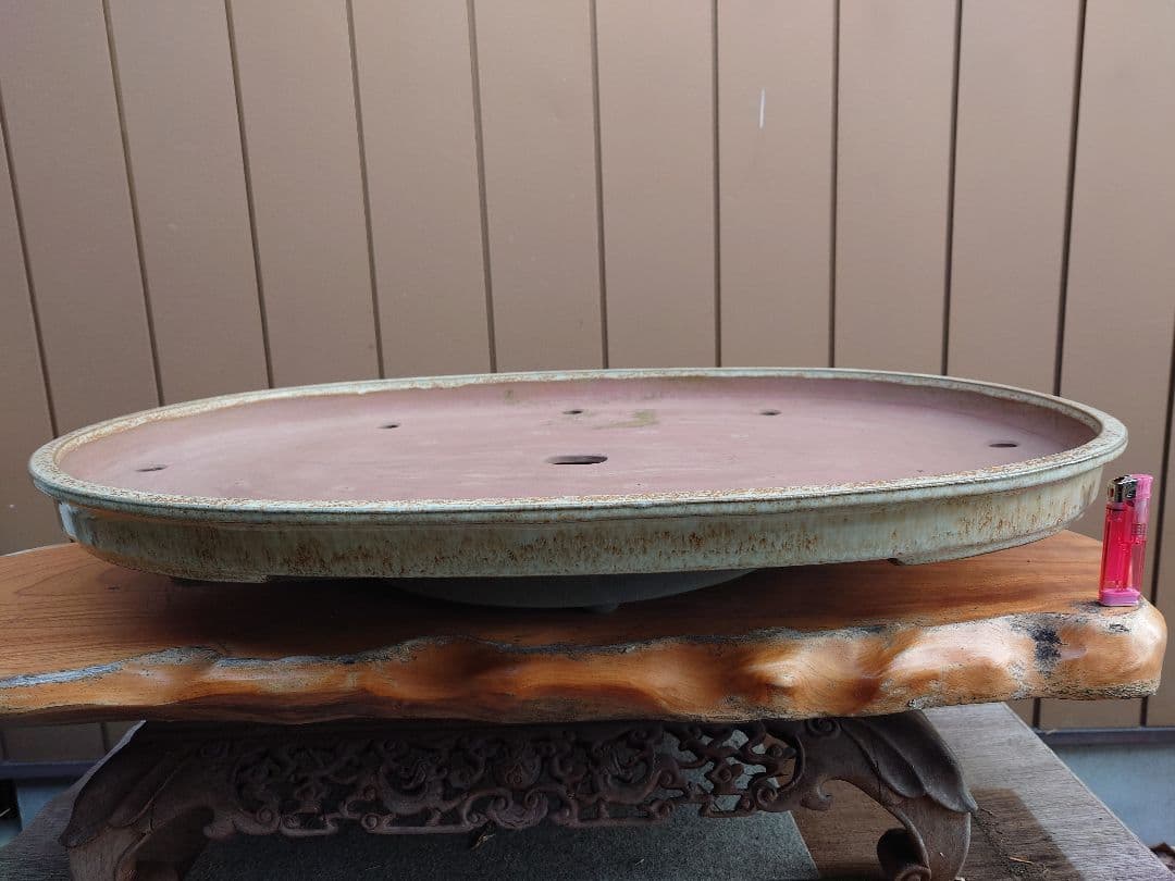 盆栽　鉢　緑巳斉春松　幅76.8cm