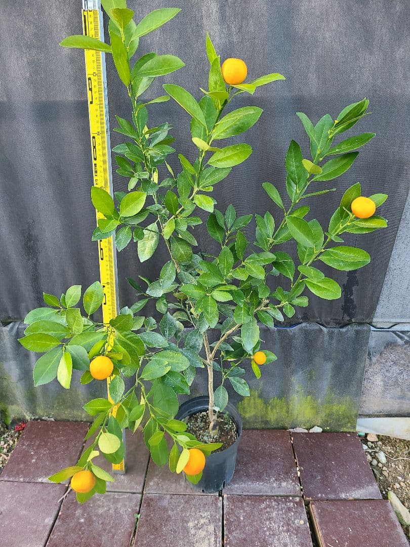 タチバナ（橘）実付き大株 5号P 接木3年生苗｜日本固有柑橘・耐寒性◎ 現品発送