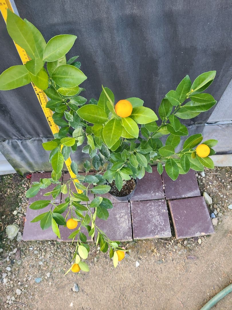 タチバナ（橘）実付き大株 5号P 接木3年生苗｜日本固有柑橘・耐寒性◎ 現品発送