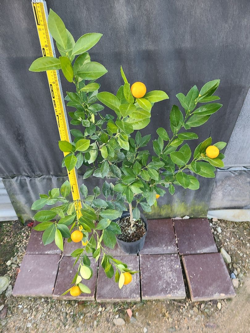 タチバナ（橘）実付き大株 5号P 接木3年生苗｜日本固有柑橘・耐寒性◎ 現品発送