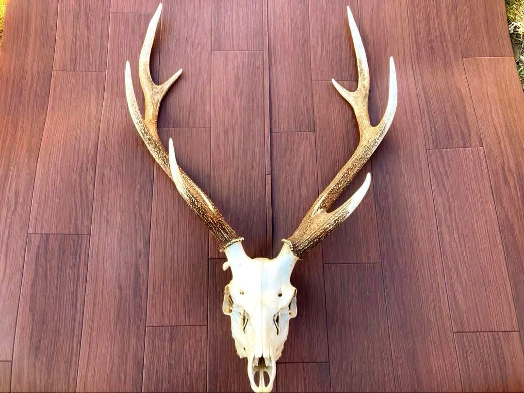ニホンシカの頭骨　鹿の角 三段角　ハンティングトロフィー No.1