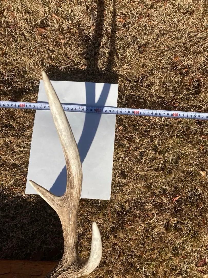 ニホンシカの頭骨　鹿の角 三段角　ハンティングトロフィー No.1