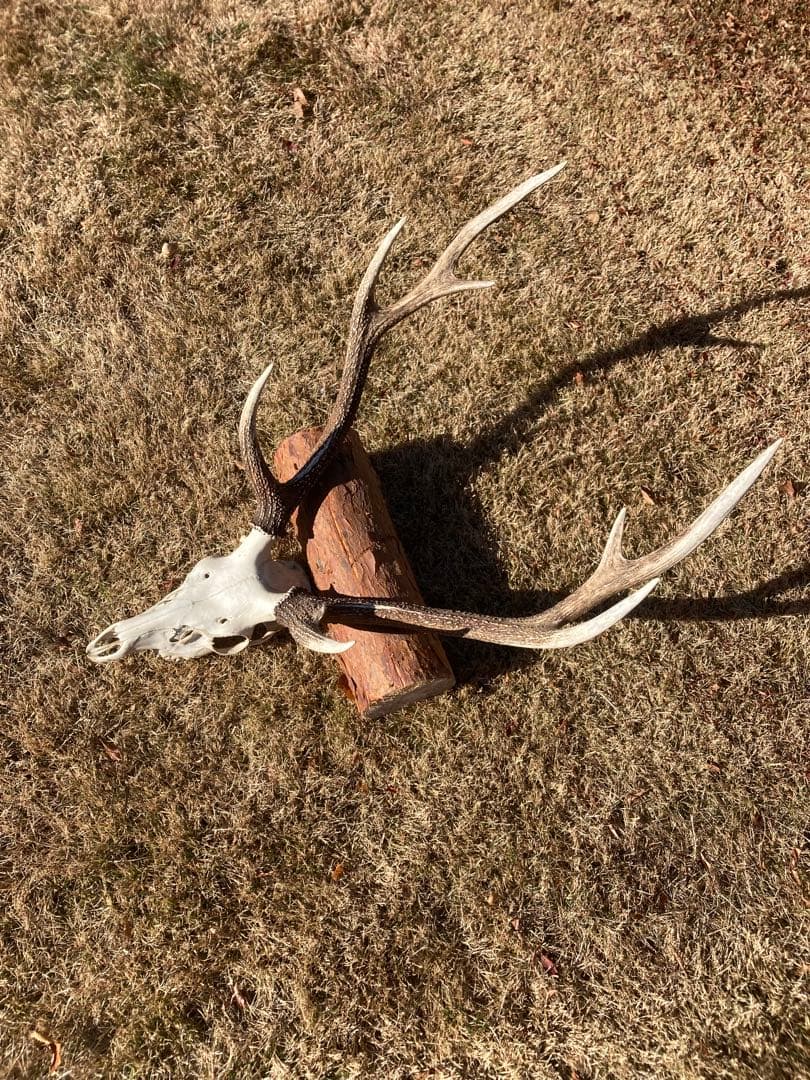 ニホンシカの頭骨　鹿の角 三段角　ハンティングトロフィー No.1