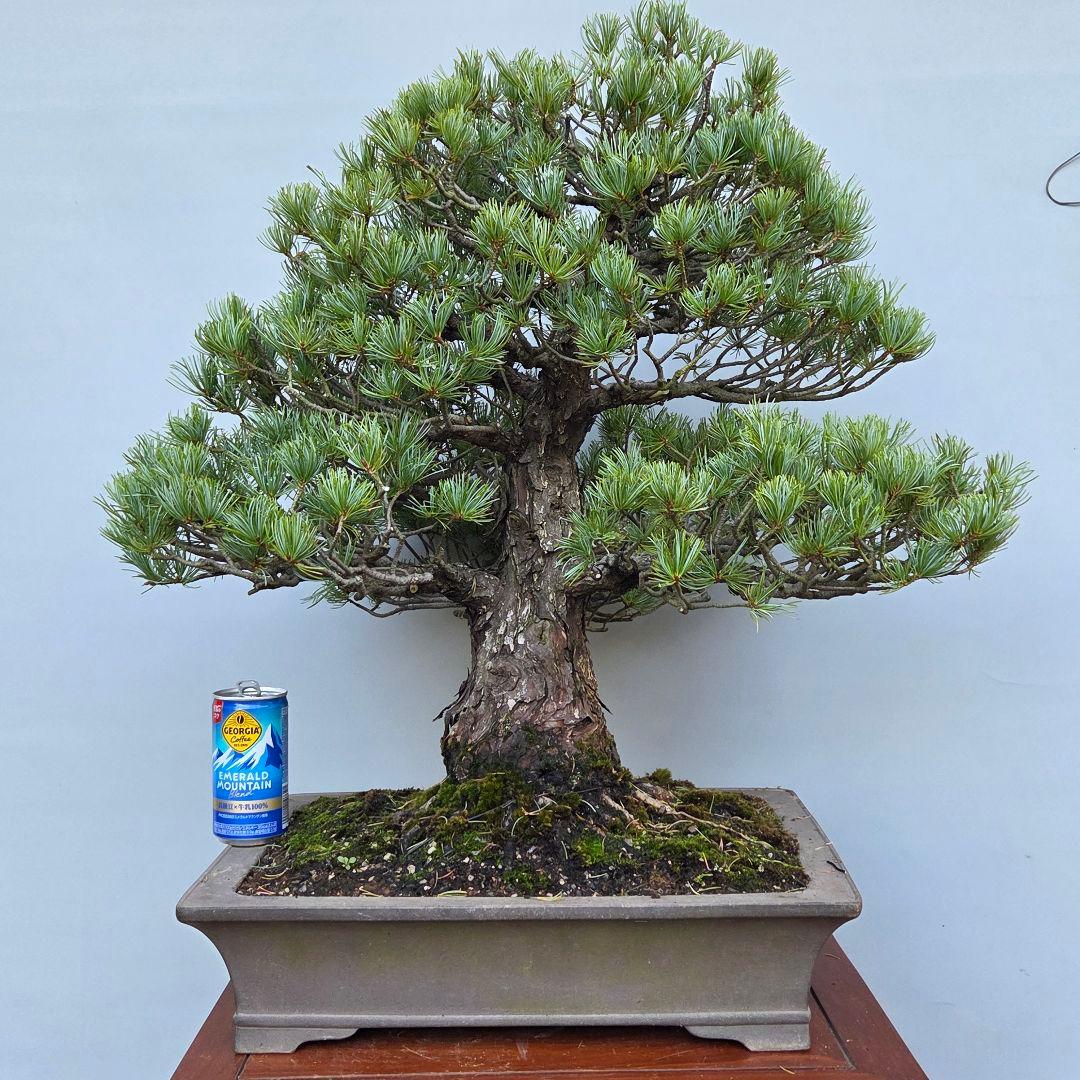 五葉松　[模様木]　大品盆栽