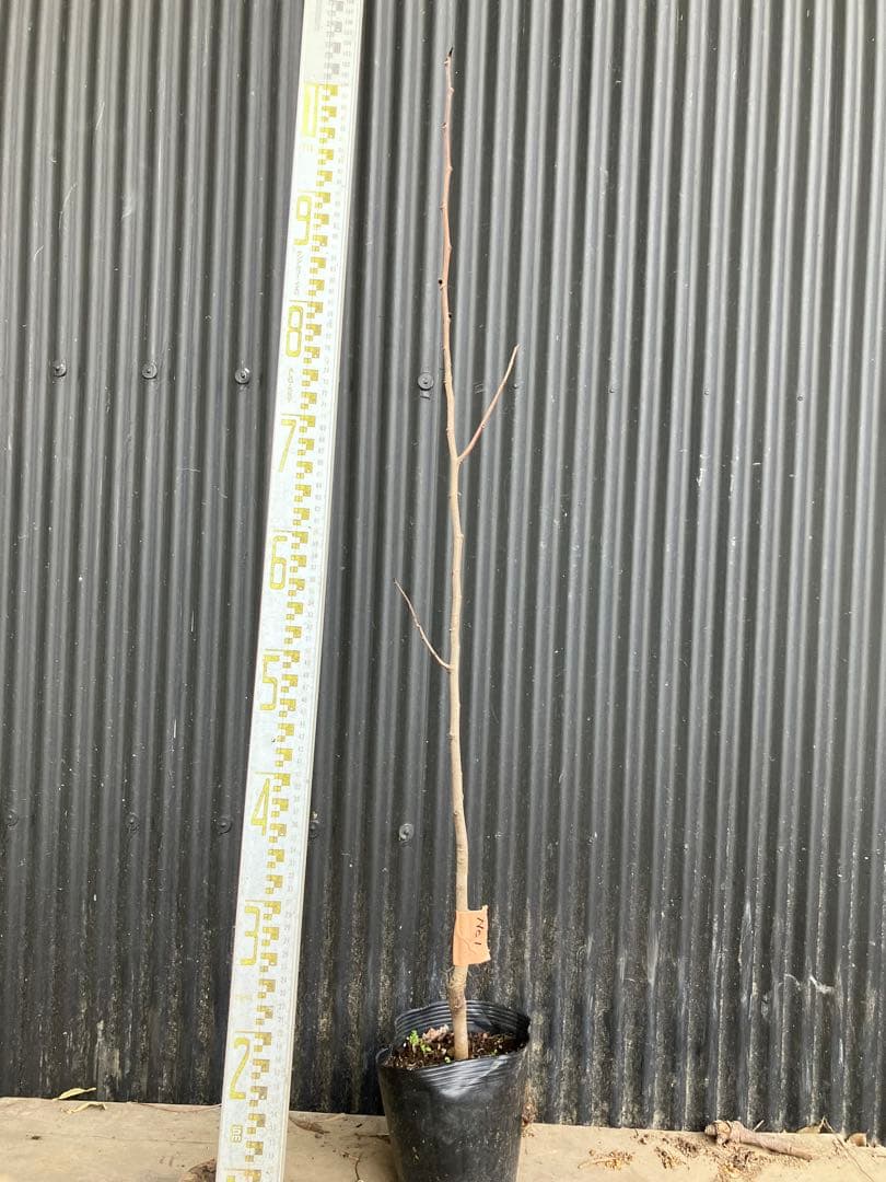 接木　ポポー　NC1 苗木