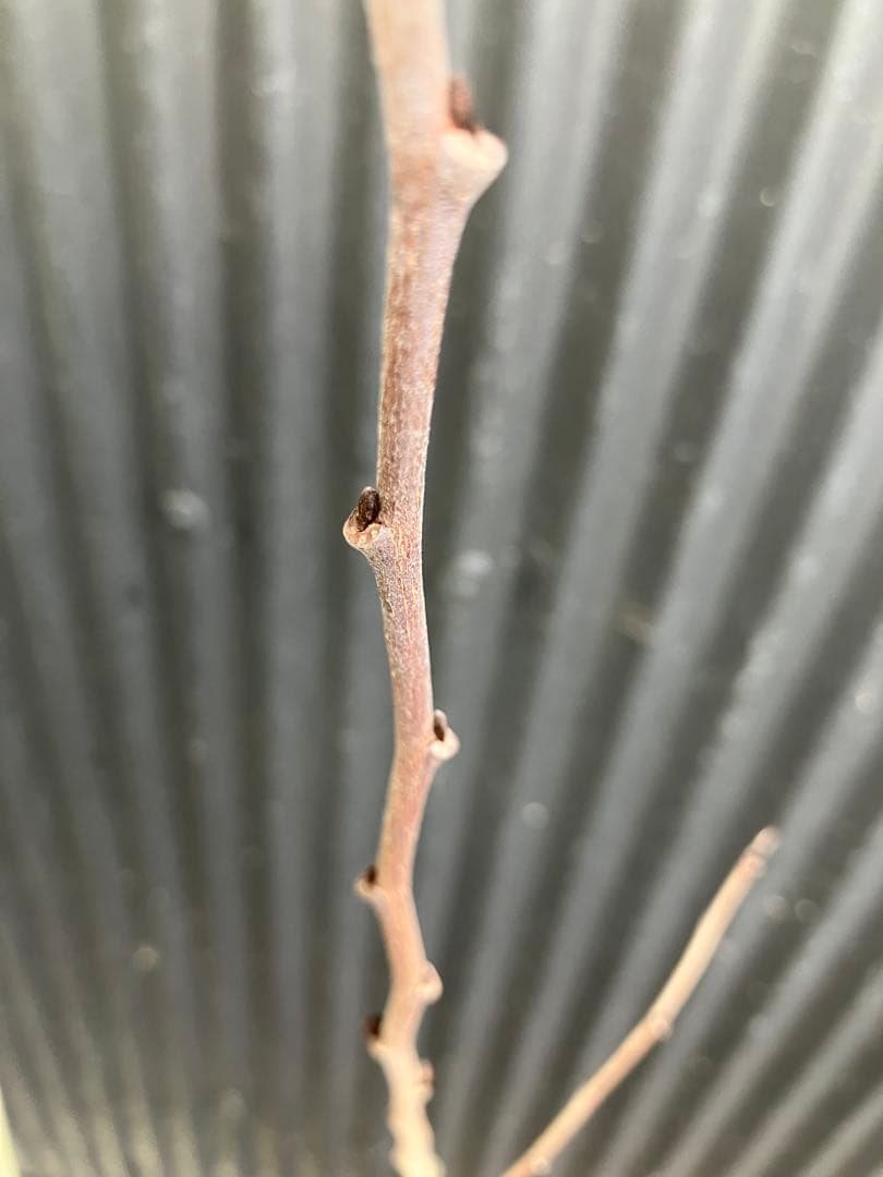 接木　ポポー　NC1 苗木