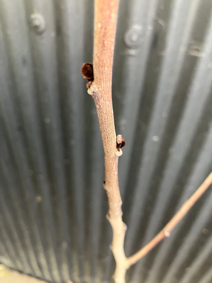 接木　ポポー　NC1 苗木