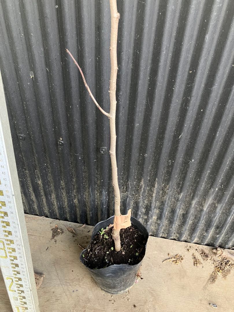 接木　ポポー　NC1 苗木