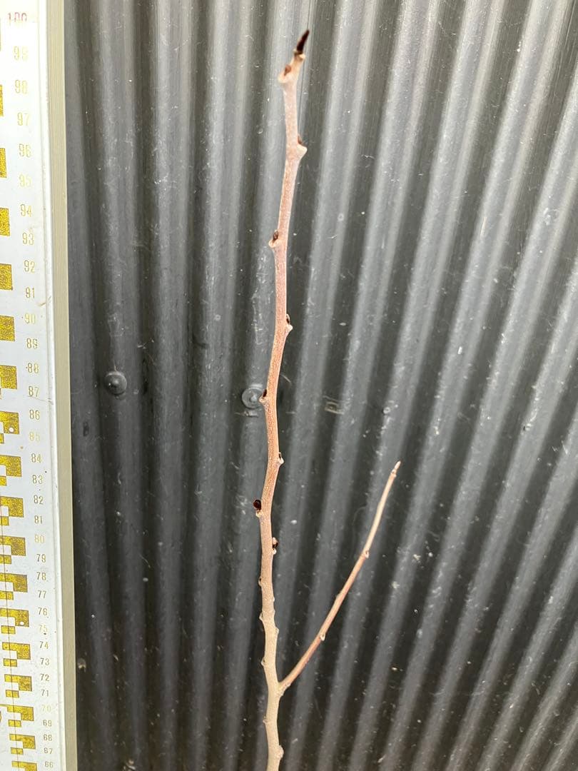 接木　ポポー　NC1 苗木